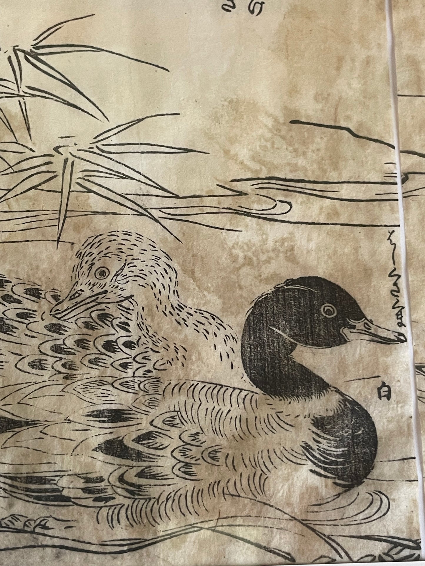 1736–1741 Edo Woodblock by Tachibana Morikuni – Japanese Ducks & Waterfowl – A4 Framed