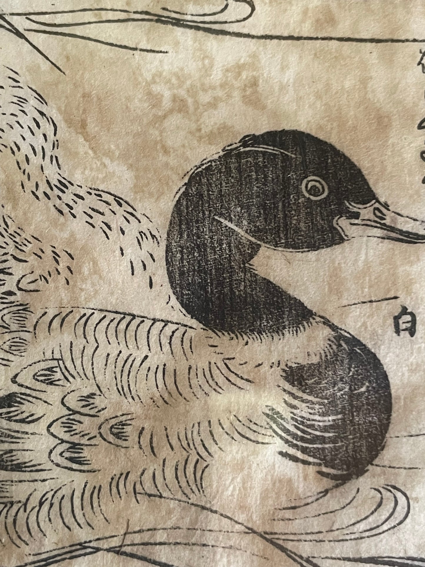 1736–1741 Edo Woodblock by Tachibana Morikuni – Japanese Ducks & Waterfowl – A4 Framed