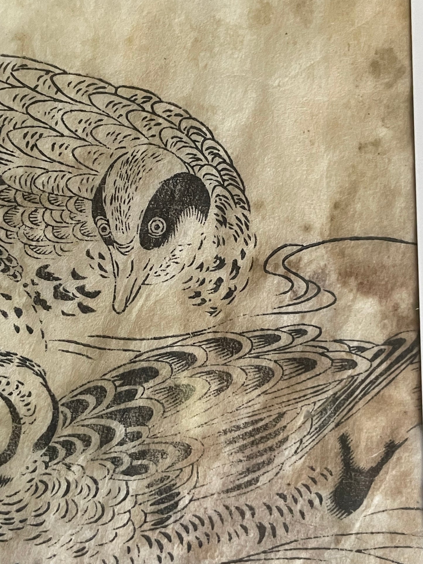 1736–1741 Edo Woodblock by Tachibana Morikuni – Japanese Ducks & Waterfowl – A4 Framed