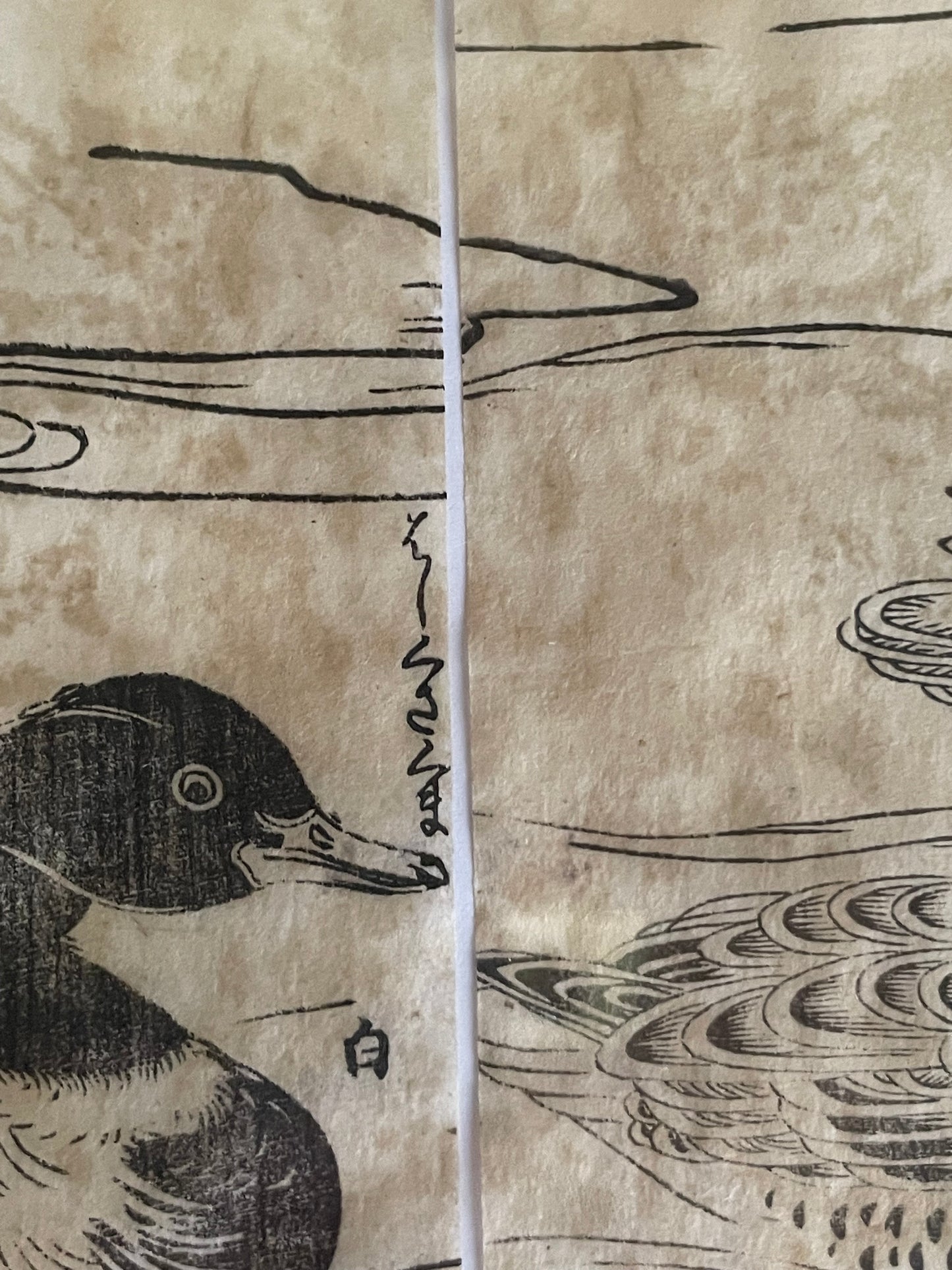 1736–1741 Edo Woodblock by Tachibana Morikuni – Japanese Ducks & Waterfowl – A4 Framed