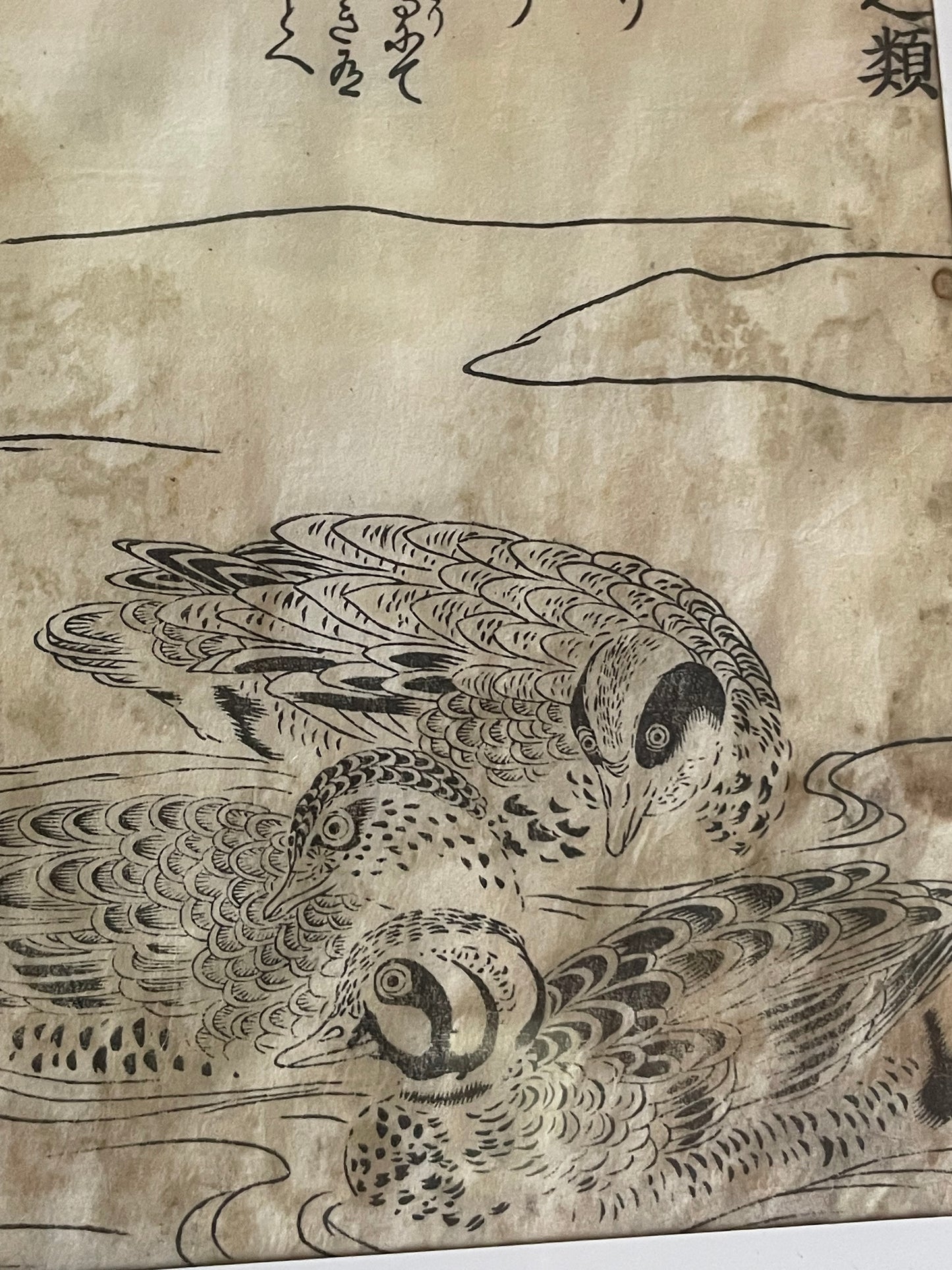 1736–1741 Edo Woodblock by Tachibana Morikuni – Japanese Ducks & Waterfowl – A4 Framed