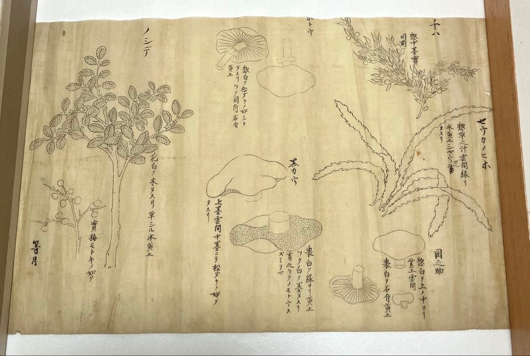 Edo Period Botanical Study by Asakura Shinryō 朝倉震陵 (Approx. 25.3 x 39.6 cm) in an A3 Frame