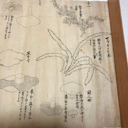 Edo Period Botanical Study by Asakura Shinryō 朝倉震陵 (Approx. 25.3 x 39.6 cm) in an A3 Frame