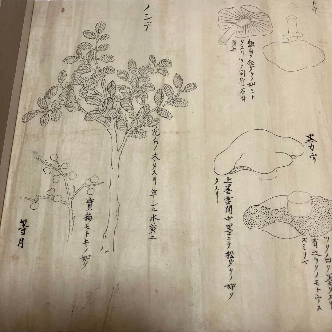 Edo Period Botanical Study by Asakura Shinryō 朝倉震陵 (Approx. 25.3 x 39.6 cm) in an A3 Frame