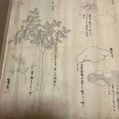 Edo Period Botanical Study by Asakura Shinryō 朝倉震陵 (Approx. 25.3 x 39.6 cm) in an A3 Frame