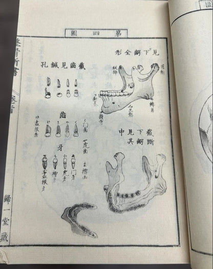1774 Edo Period Medical Book By Kaitai Shinsho 解体新書. Edo Period Human Skeleton Diagrams